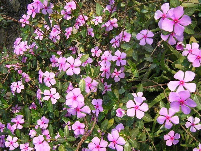长春花