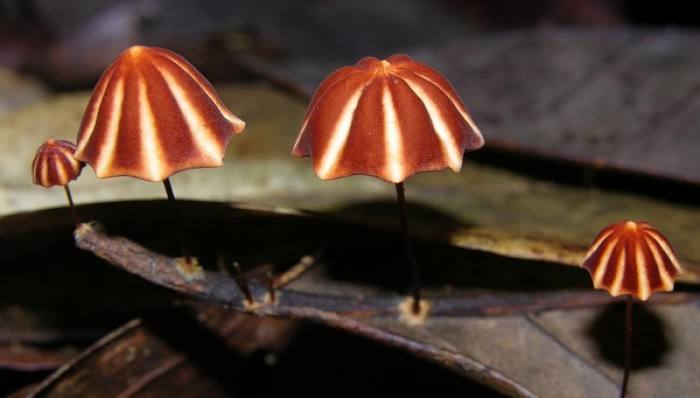 信邦生物对于食用菌的采购