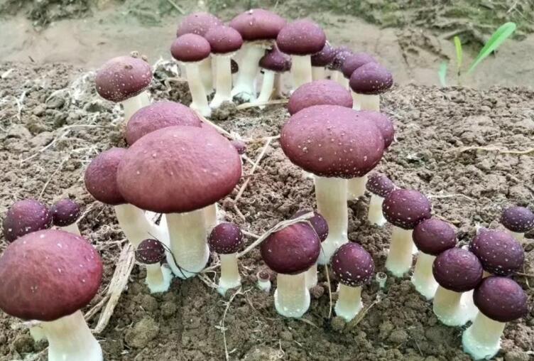 大球盖菇的盐渍与干品加工