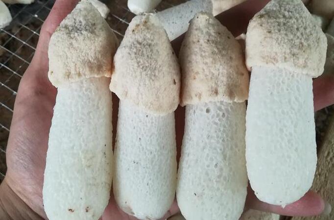短裙竹荪分级标准