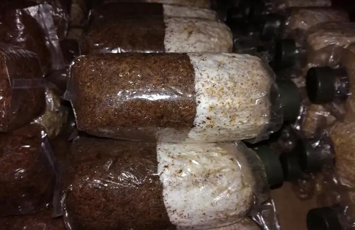 食用菌菌种沙土保藏法