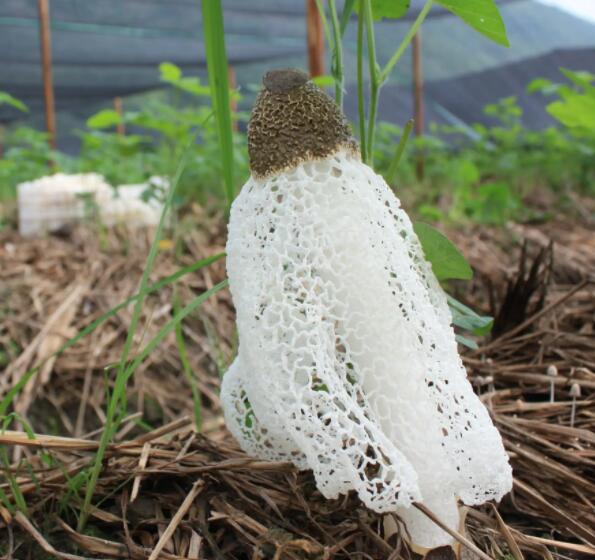 竹荪的分级标准